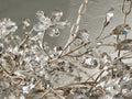 Fiona Crown Chandelier ARDENEL